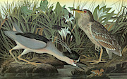 Audubon Heron #1 Painting by Granger