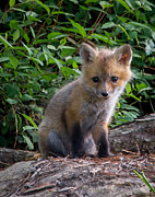 Baby Fox #1 Photograph by Stacy Abbott