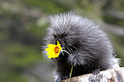 Baby Porcupine With Flower #1 Photograph by M. Watson Baby Porcupine With Flower #1 Photograph by M. Watson