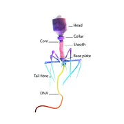 Bacteriophage #1 Photograph by Science Photo Library