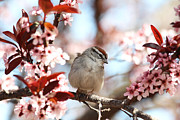Beautiful Sparrow Photograph by Trina  Ansel