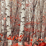 Birches And Beeches #1 Photograph by Hannes Cmarits