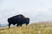 Bison, North Dakota #1 Photograph by Mark Newman