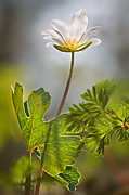 Bloodroot #2 Photograph by Robert Charity