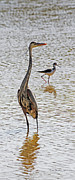 Blue Heron And Stilt #1 Photograph by Tom Janca