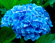 Blue #1 Photograph by Jean Wolfrum