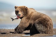 Brown Bear #1 Photograph by Science Photo Library
