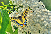 Butterfly #1 Photograph by Loni Collins