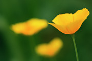 California Poppy #1 Photograph by Science Photo Library
