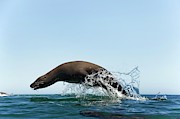 California Sea Lion #1 Photograph by Science Photo Library