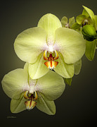 Cascade of Yellow Orchids Photograph by Julie Palencia