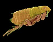 Cat Flea #1 Photograph by Science Photo Library
