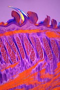 Cat Tongue #1 Photograph by Science Photo Library