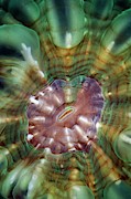 Cat's Eye Coral #1 Photograph by Science Photo Library