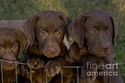 Chocolate Labrador Retriever Pups #1 Photograph by Linda Freshwaters Arndt