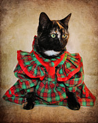 Christmas Kitten #1 Photograph by Jai Johnson