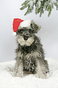 Christmas Schnauzer #1 Photograph by John Daniels