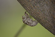 Cicada #2 Photograph by Randy Bodkins