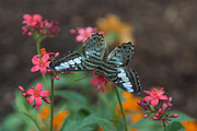Clipper Butterfly 6150-052513-1cr Photograph by Tam Ryan