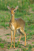 Close-up Of A Kirks Dik-dik, Tarangire #1 Photograph by Panoramic Images