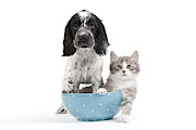 Cocker Spaniel With Kitten #1 Photograph by Jean-Michel Labat