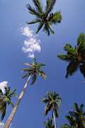 Coconut Palms And Beach Dominican #1 Photograph by Konrad Wothe