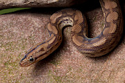 Colombian Rainbow Boa Epicrates Maurus #1 Photograph by David Kenny