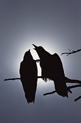 Common Raven Pair Perching #1 Photograph by Michael Quinton