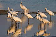 Common Spoonbill (platalea Leucorodia) #1 Photograph by Science Photo Library