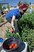 Community Garden Volunteer #1 Photograph by Science Photo Library