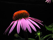 Cone Flower #1 Photograph by David Armstrong