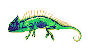Crested Chameleon, X-ray, 1896 #1 Photograph by Science Source