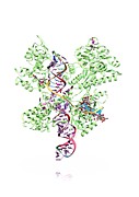Crispr-cas9 Gene Editing Complex #1 Photograph by Science Photo Library