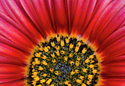 Daisy Flower Abstract #1 Photograph by Science Photo Library
