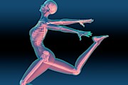 Dancer's Skeleton #1 Photograph by Science Photo Library
