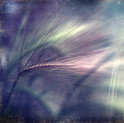 darkly series II #1 Photograph by Priska Wettstein