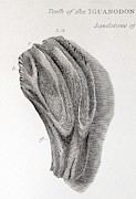Discovery Of Iguanodon Fossil Teeth #1 Photograph by Science Photo Library