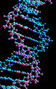 Dna Double Helix Structure #1 Photograph by Science Photo Library