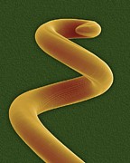 Dog Heartworm (dirofilaria Immitis) #1 Photograph by Science Photo Library