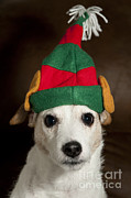 Dog Wearing Elf Ears, Christmas Portrait #1 Photograph by Jim Corwin