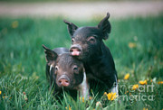 Domestic Piglets #1 Photograph by Alan Carey