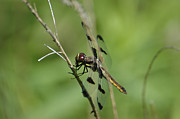 Dragon Photograph by David Armstrong