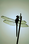 Dragonfly #1 Photograph by Tracy Smith