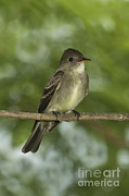 Eastern Wood Pewee #1 Photograph by Anthony Mercieca Eastern Wood Pewee #1 Photograph by Anthony Mercieca