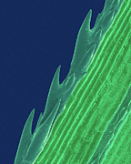 Edge Of A Grass Blade #1 Photograph by Science Photo Library