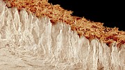 Egg Shell #1 Photograph by Science Photo Library