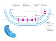 Electron Transport System #1 Photograph by Science Photo Library