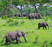 Elephant Herd In Tarangire National #1 Photograph by Johnathan Ampersand Esper