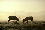 Elks Sparring Yellowstone Np Wyoming #1 Photograph by Michael Quinton Elks Sparring Yellowstone Np Wyoming #1 Photograph by Michael Quinton