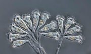 Epistylis Ciliates #1 Photograph by Science Photo Library